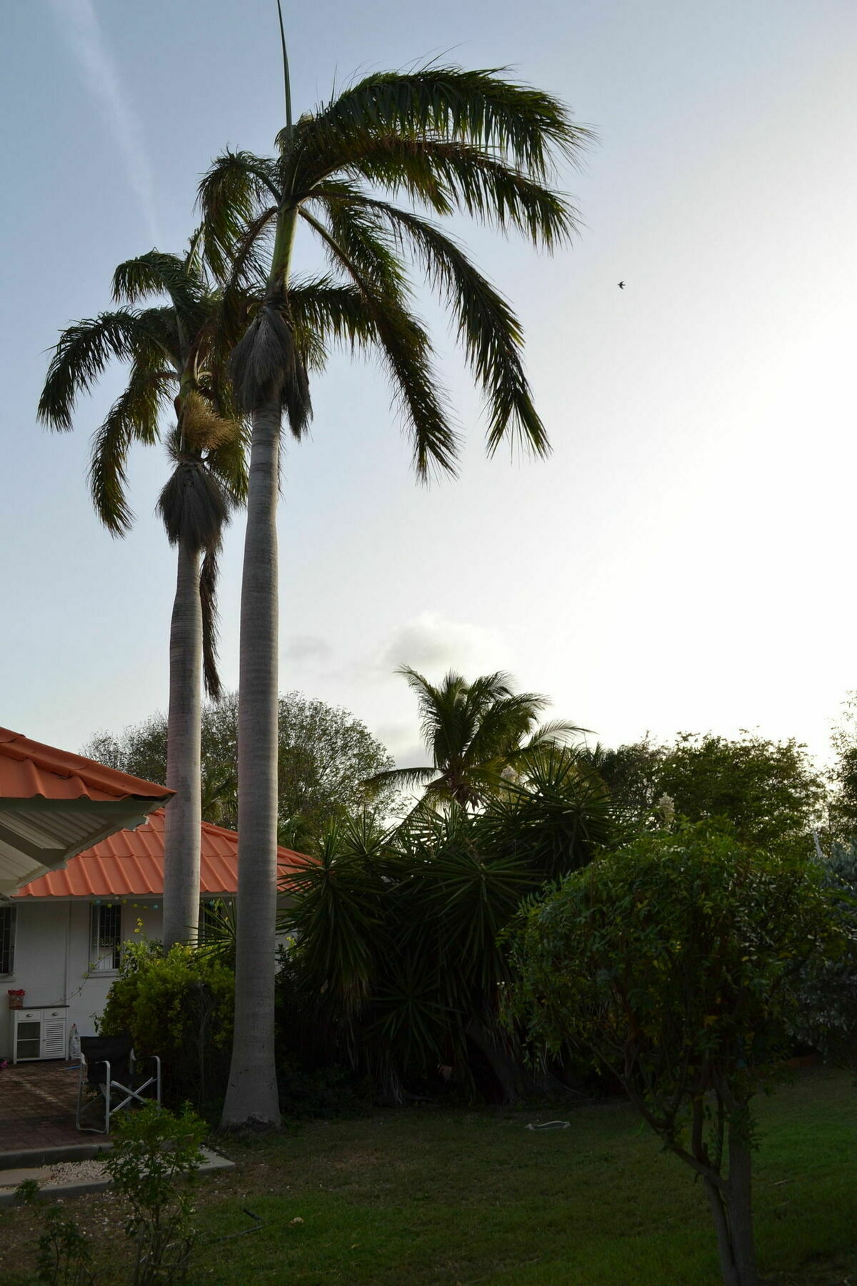 Palm Trees Apartments Willemstad Exterior foto